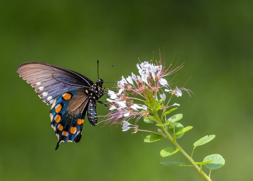A Pipevine Swallowtail butterfly nectaring on Red-whiskered Clammyweed.