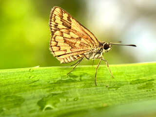 Butterflies perch on the leaves, the lesser dart (Potanthus omaha)