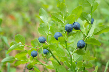 Wild food. Edible wild berry blueberry