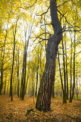 A huge old pine tree in an autumn forest.