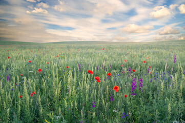 Summer mountain landscape