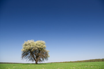 Blossoming tree on a turning green meadow
