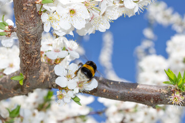 A bumblebee on blossom tree flowers.