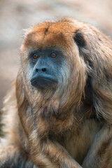 Black Howler Monkeys can be found in Central and South America
