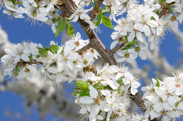 A bee collects nectar from the flowers