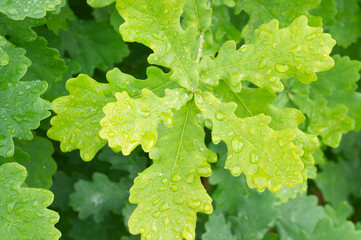 young green oak leaves on a tree.