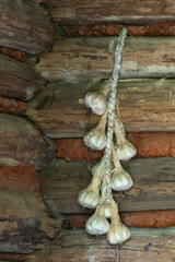 Garlic bulbs drying in a log cabin