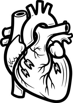 black and white heart anatomy drawing clip art preview