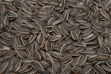 Natural Background with Dried Sunflower Seeds in Shell