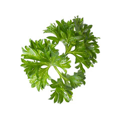 Sprig of fresh parsley isolated on white