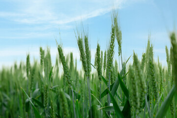 Wheat spikes growing in field outdoors, closeup