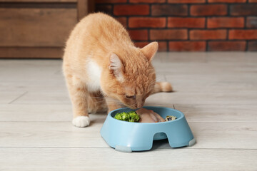 Cat eating natural products from feeding bowl indoors. Pet's balanced diet