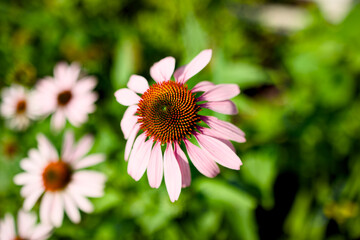 A beautiful flower against a green background
