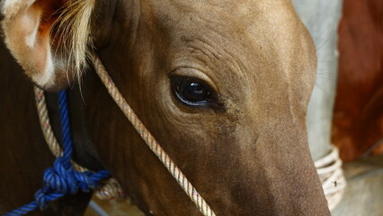 Brown Cows in Traditional Cattle Farm Stall