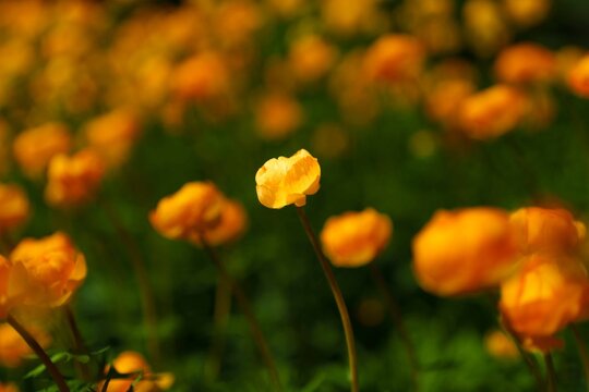 Single flower