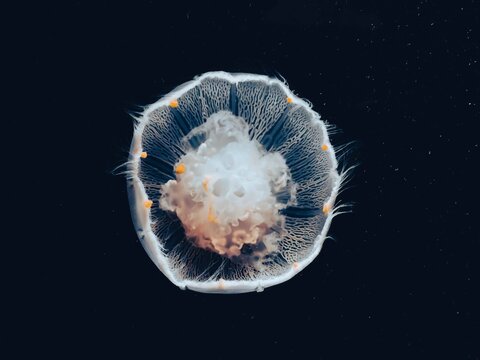 Jellyfish in. a tank