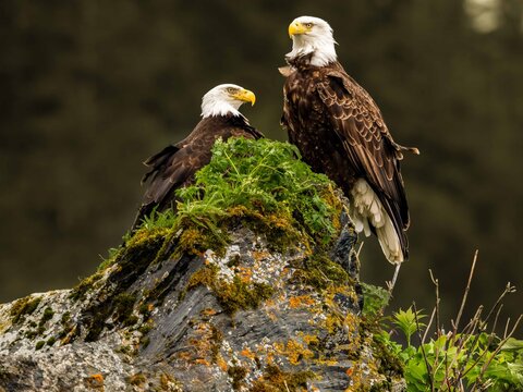 Two bald eagles