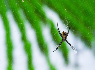 田んぼに糸張るコガネグモ