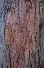 Textura natural de corteza de árbol en tonos marrones y rojizos