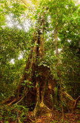 Giant Ceiba Tree Towers Over the Costa Rican Rainforest in Manuel Antonio