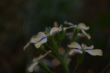 Close-up of yellow and white wildflowers with delicate petals and green stems.