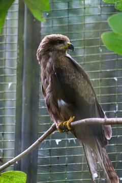 Javanese eagle (Javanese eagle). an endangered endemic species in Java, Indonesia. The one of the least raptor of its existence in the world and endangered.