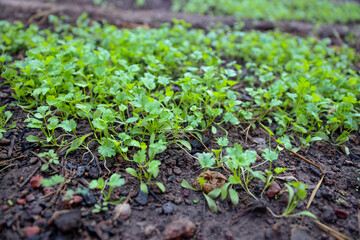 Small green plants sprouting from the soil are a parsley or coriander plantation.