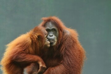 mother orangutan seen caring for her child