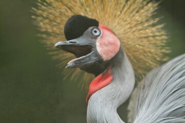 close up of the shocked face of a grey crowned crane