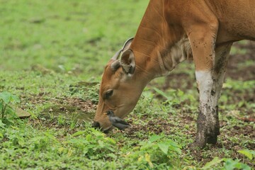 a young bos javanicus is seen grazing with starlings during the day