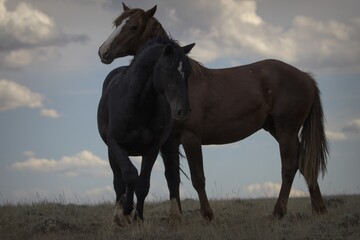 Two Wild Stallions of Salt Wells Creek Curly Stallion the Sheriff
