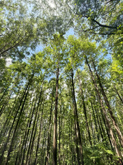 Fototapeta premium Tall Trees Reaching Toward the Sky in a Lush Forest