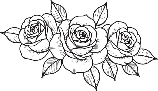 Delicate black and white line art illustration of three roses with leaves flowers floral