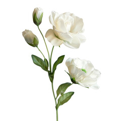 Obraz premium Elegant white flower bouquet with three blossoms and buds, isolated on transparent background. background removed