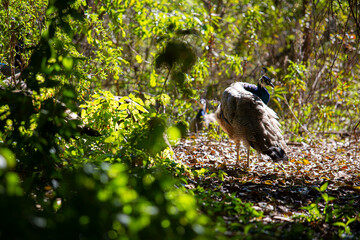 Pavo real