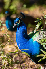 Fototapeta premium Pavo real