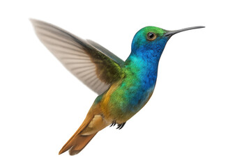 Fototapeta premium Vibrant hummingbird hovering, displaying shimmering plumage against transparent backdrop