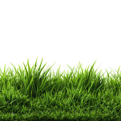 Obraz premium Close view of green grass against black space background image
