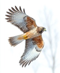 Obraz premium brown hawk with outstretched wings soaring in flight against a pale sky, showcasing detailed feathers and sharp focused eyes