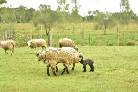 Ovejas