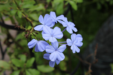 Purple Flowers in Garden
