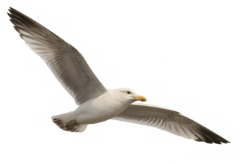 European herring gull soaring with spread wings, isolated on transparent background, offering design flexibility