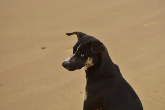 Perro en la playa
