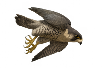 Peregrine falcon soaring with open wings and extended talons, showcasing its power and grace against a transparent background