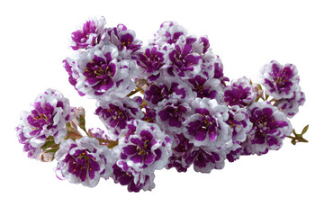 Obraz premium Close up view of purple and white blossoms background image