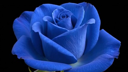 A vibrant blue rose with layered petals set against a stark black background
