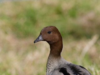 Male Australian wood duck, maned duck or maned goose (Chenonetta jubata) up close with a blade of grass in beak.