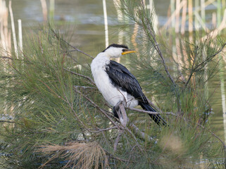 Little pied Cormorant, little shag, or Kawaupuka (Microcarbo melanoleucos) perched on She-oak or casuarina with brackish creek water in background
