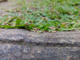 grass
