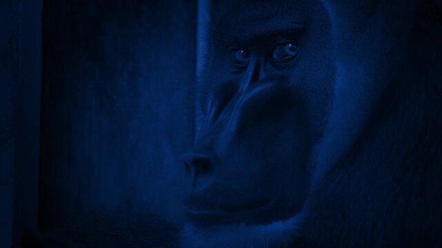 Monkey In Enclosure Looking Sad At Night 2 Shots
